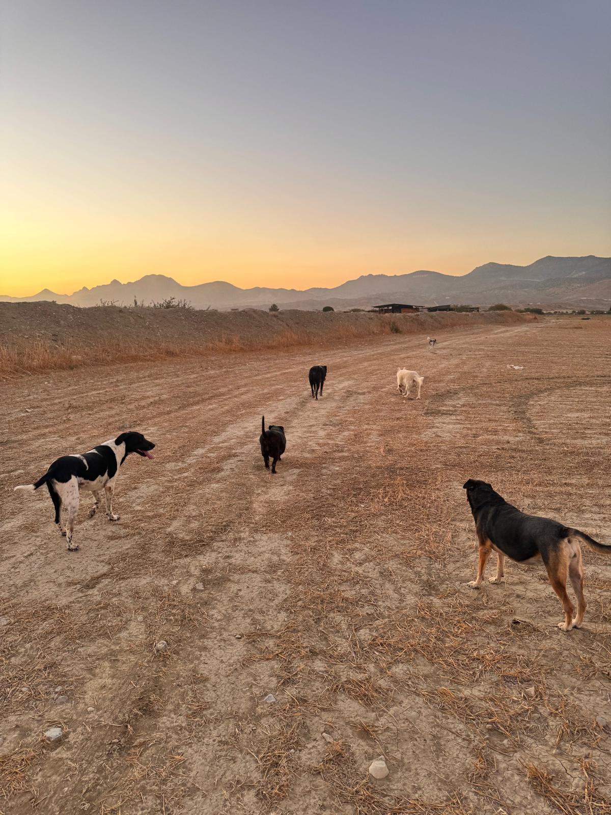 Animals
